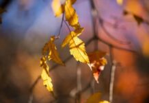 Тепло и без существенных осадков, но есть нюанс – синоптик о погоде на среду